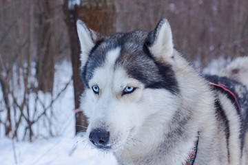 Sledge dogs in snow, race siberian husky dogs in winter forest 
