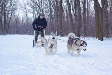 Siberian Husky dogs are pulling a sledge with a man in winter forest 