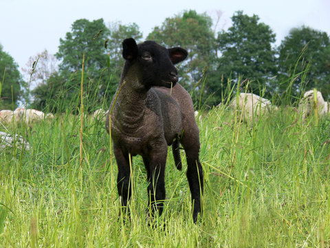 schwarzes Lamm auf einer Weide mit hohem Gras, kaut einen Grashalm - im Hintergrund sind mehrere weiße Schafe auszumachen