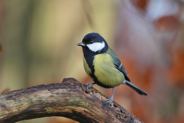 Obraz na płótnie Canvas Garden bird Great tit (Parus major). sitting on a branch. Song bird in the nature habitat.