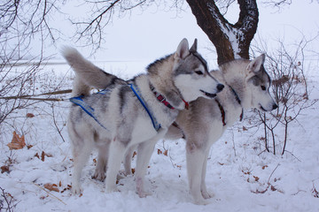 Sledge dogs in snow, race siberian husky dogs in winter forest 