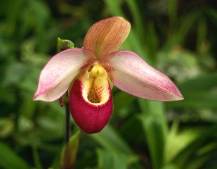 Paphiopedilum Hybride, Orchidee
