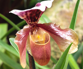 Paphiopedilum Hybride, Orchidee