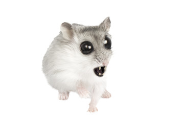 mouse vampire with fangs and big eyes in horror, prepare to defend, background image