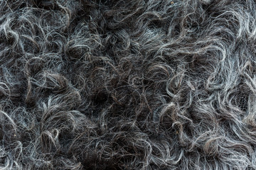 The natural gray hide of the sheep lies beautiful waves of wool. High definition, every hair is visible.