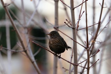 A common blackbird sitting on the branch of a tree in the garden of the house