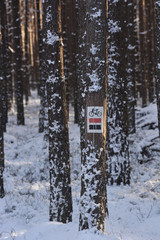pine forest covered with snow