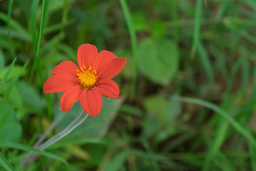 Red flower