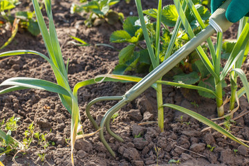 Small hand garden rake used for loosening soil around the green garlic