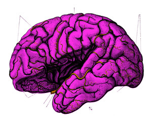 Vintage Anatomy Brain Intelligence Engraving Illustration