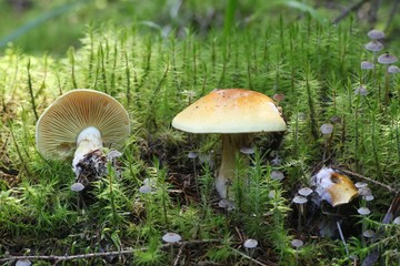 Cortinar webcap mushroom, Cortinarius aureofulvus
