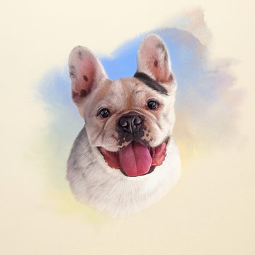 Illustration of French Bulldog. Dog is man's best friend. Watercolor Animal collection: Dogs. Watercolor Dog Pug Portrait - Hand Painted Illustration of Pets. Good for banner, print T-shirt, card.