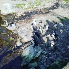 Penguins