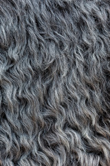The natural gray hide of the sheep lies beautiful waves of wool. High definition, every hair is visible.
