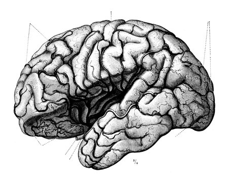 Vintage Anatomy Brain Intelligence Engraving Illustration