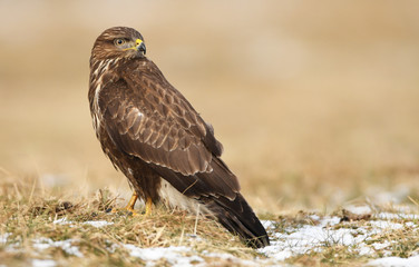 Common buzzard (Buteo buteo)