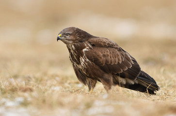 Common buzzard (Buteo buteo)