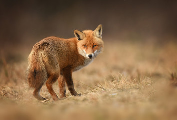 Naklejka na ściany i meble Fox (Vulpes vulpes)