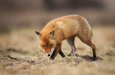 Fox (Vulpes vulpes)