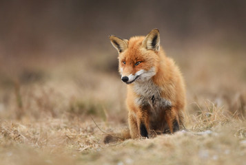 Fox (Vulpes vulpes)