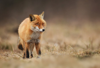 Fototapeta premium Fox (Vulpes vulpes)