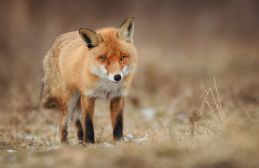 Obraz premium Fox (Vulpes vulpes)