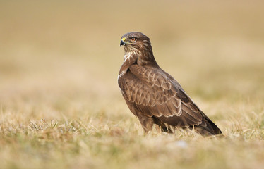Fototapeta premium Common buzzard (Buteo buteo)