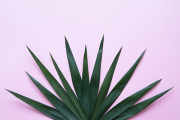 Palm leaf with a drops of water isolated on white background 

