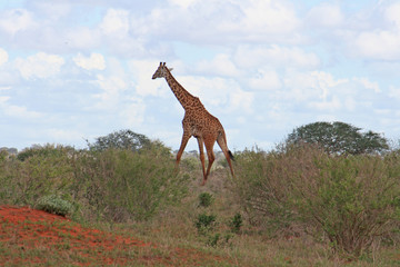 Giraffe
