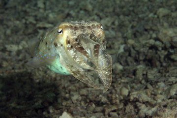 Cuttlefish near Sipadan Island, Malaysia