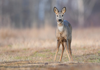 Roe deer (Capreolus capreolus)