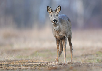 Roe deer (Capreolus capreolus)
