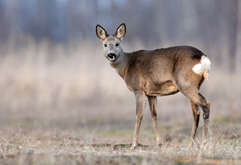 Naklejka na ściany i meble Roe deer (Capreolus capreolus)