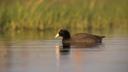 white winged coot