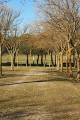 Obraz premium Trees with branches without winter leaves