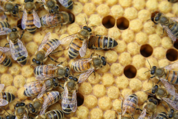 Honeycomb inside the beehive with bees at work.
