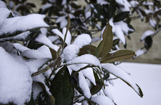 Winter snowy plants © celiafoto