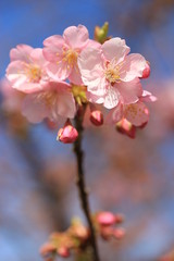 Obraz premium 河津桜