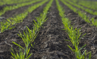 Feed Grass, La Pampa , Argentina