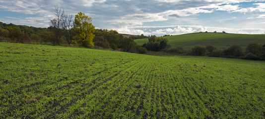 Panorama of young green field in Ukraine