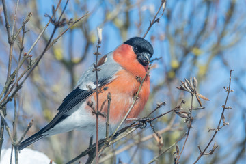 red-breasted bullfinch on a sunny winter day sits on a branch