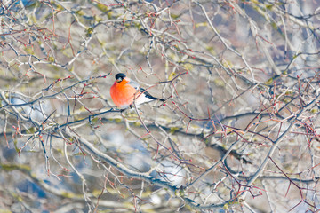 red-breasted bullfinch on a sunny winter day sits on a branch