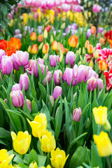 Colorful bright tulips blossom in early spring
