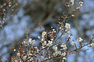 風土記の丘の梅