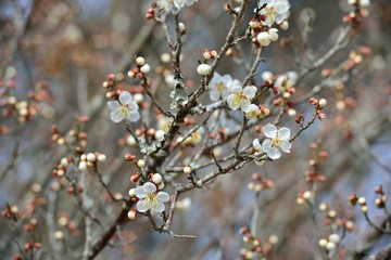 風土記の丘の梅