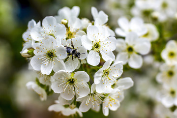 Wild Maske Biene Garten Traum weisse Kirsch bluete im Frueh Jahr