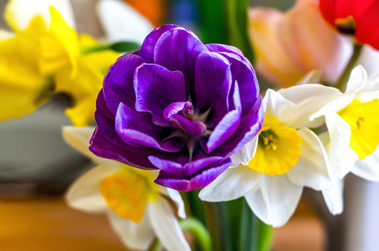 Frueh Jahr Tulpe Strauss zum Geburtstag