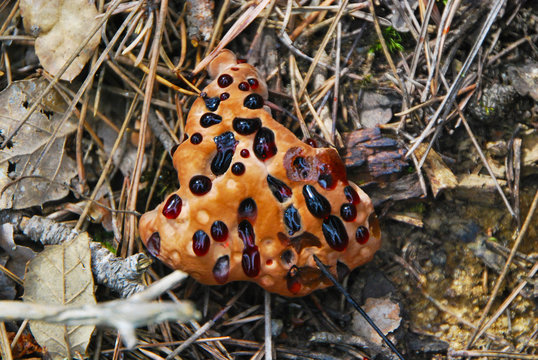 champignon saignant