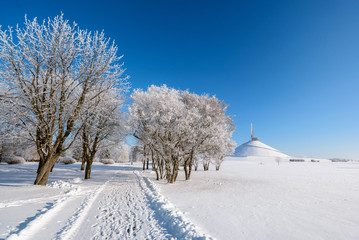 Fototapeta premium Snowy trees in clear weather
