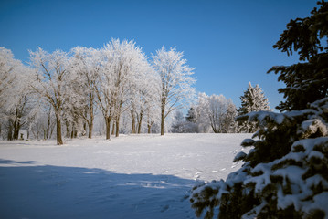 Snowy trees in clear weather